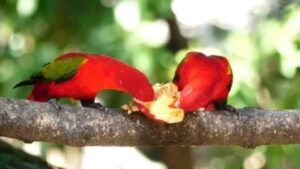 Can Parrots Eat Dragon Fruit?