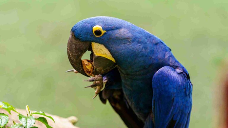 Can parrot eat bugs?