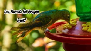 Can Parrots Eat Dragon Fruit?