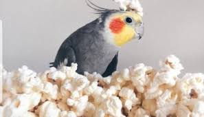 Can Parrots Eat Popcorn?