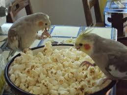 How to Safely Feed Popcorn to Your Parrot?